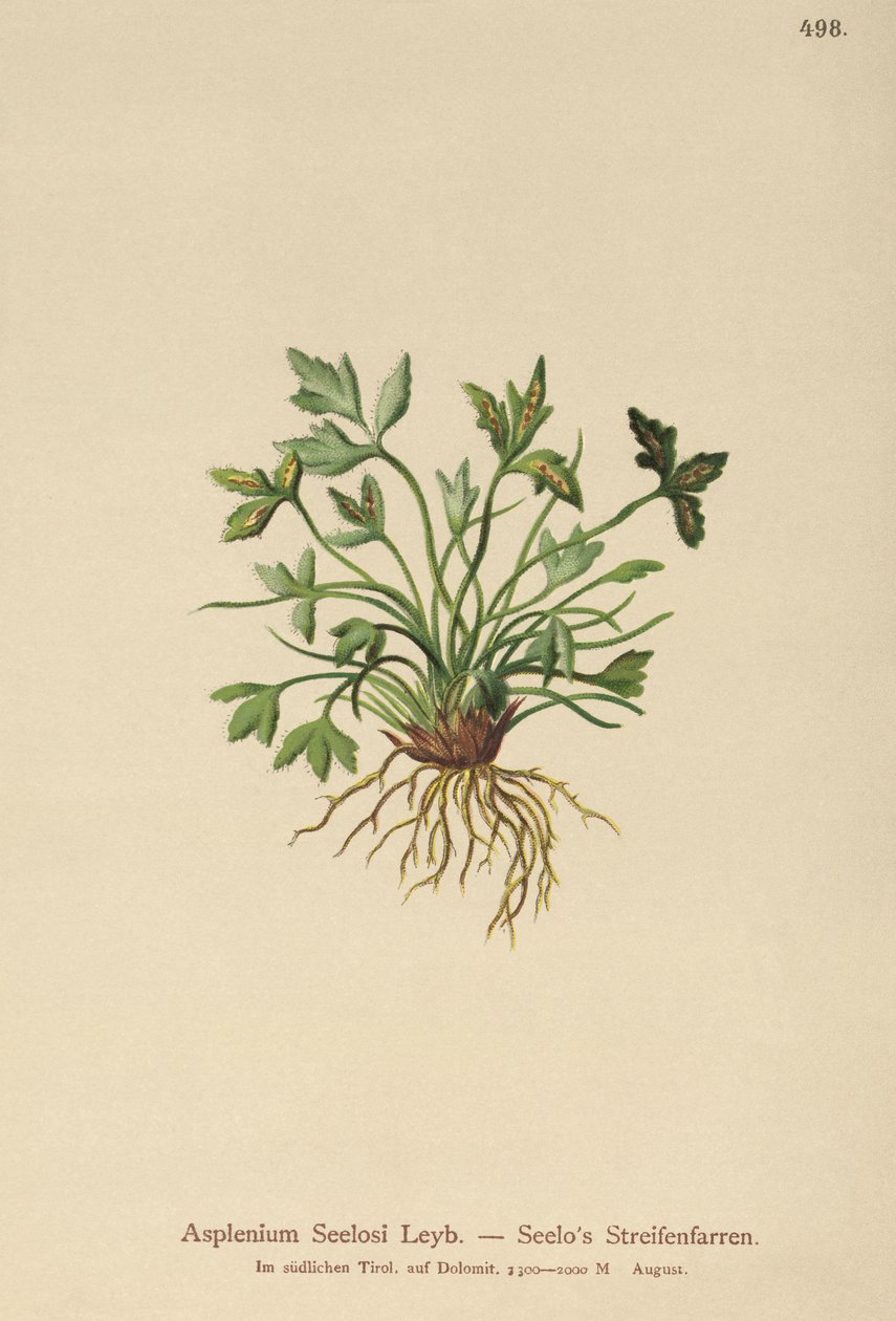 Sleziník dolomitský (Asplenium Seelosii) od German School