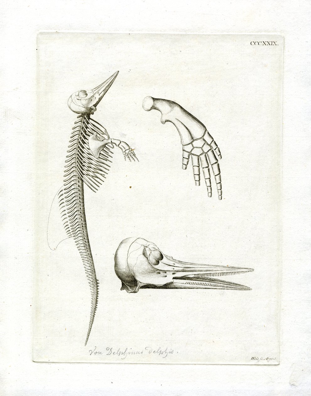 Dolphin Skeleton (barevná rytina) od German School