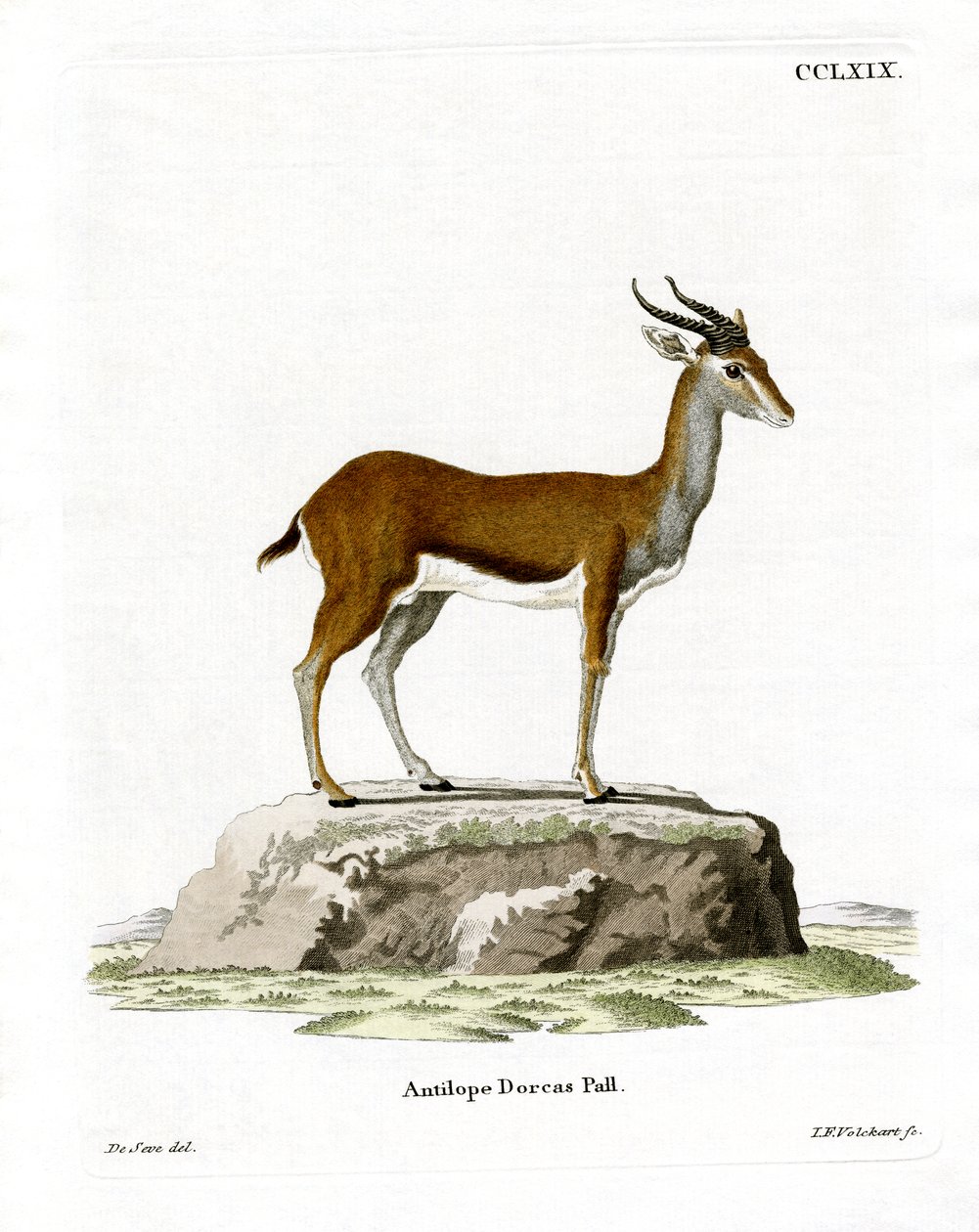 Dorcas Gazelle (barevná rytina) od German School