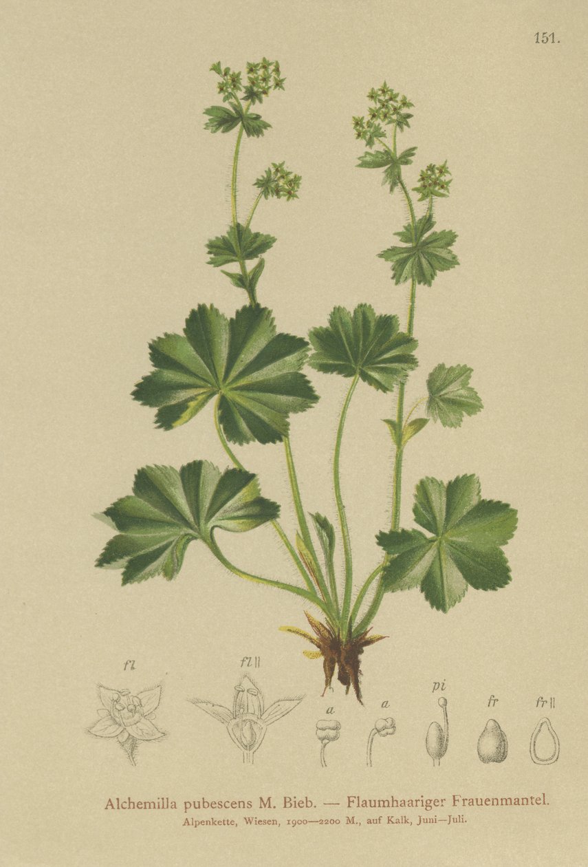 Pláštěnka plstnatá (Alchemilla pubescens, Alchemilla glaucescens, ) od German School