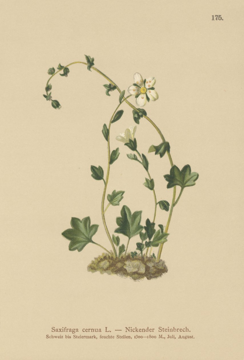 Lomikámen visící (Saxifraga cernua) (barevně lito) od German School