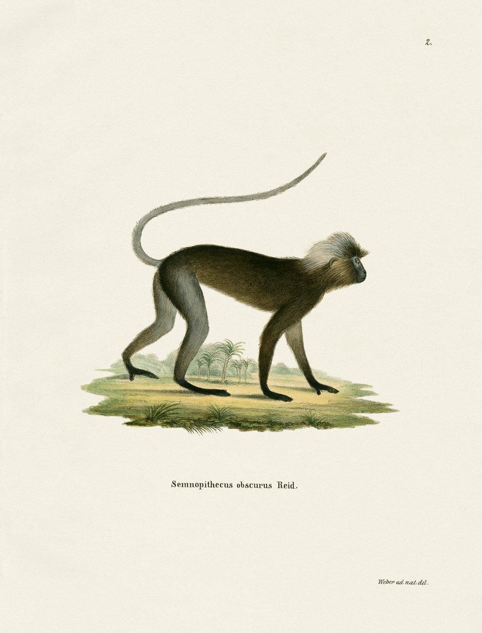 Dusky Leaf Monkey (barevná rytina) od German School