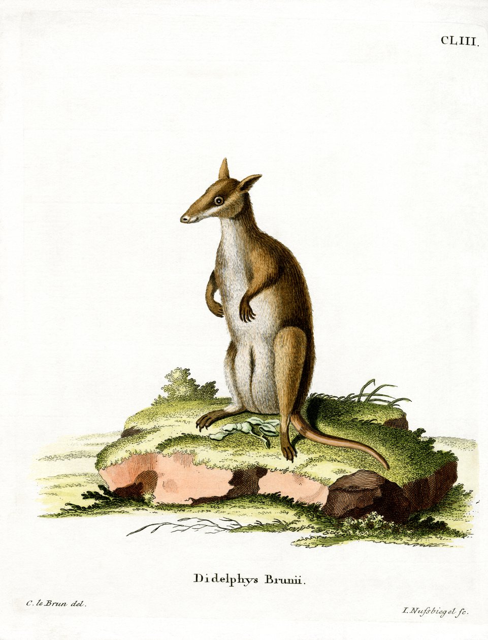 Dusky Wallaby (barevná rytina) od German School