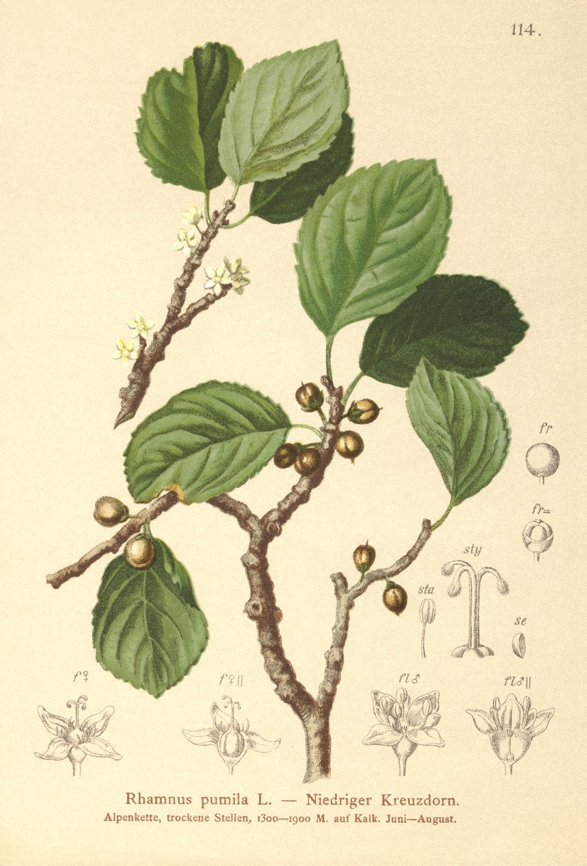 řešetlák zakrslý (Rhamnus pumila) od German School
