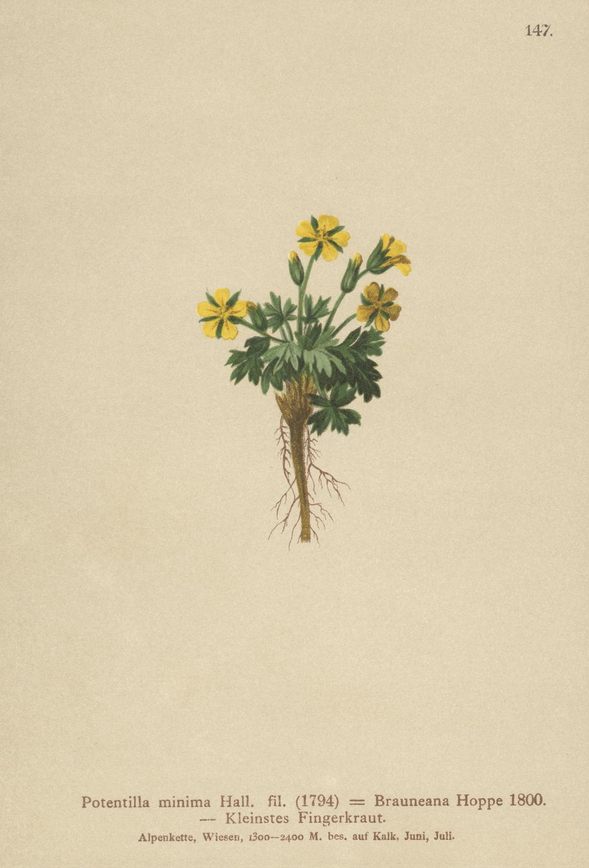 Mochna trpasličí (Potentilla minima, Potentilla Brauneana, Potentilla dubia) od German School