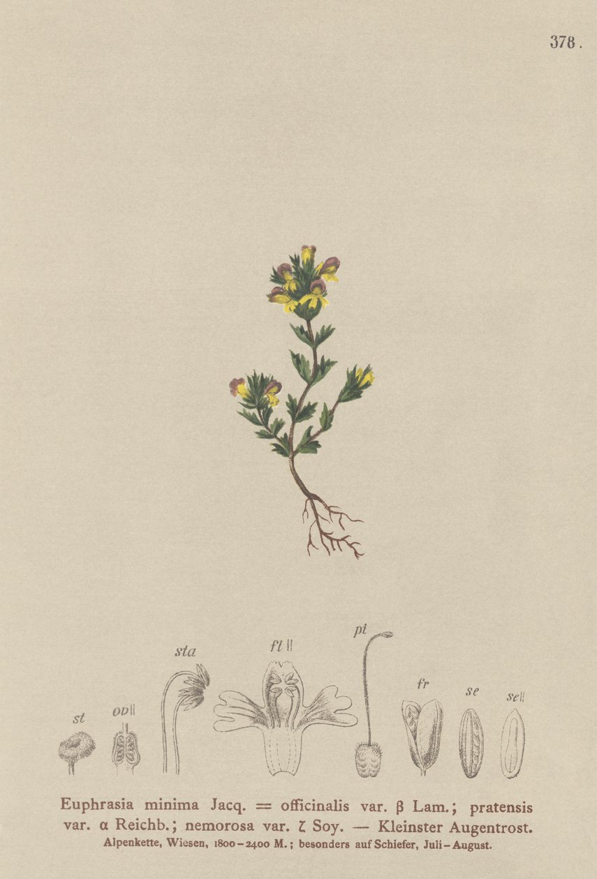 Světlík trpasličí (Euphrasia minima, Euphrasia officinalis, Euphrasia pratensis var. nemorosa) od German School