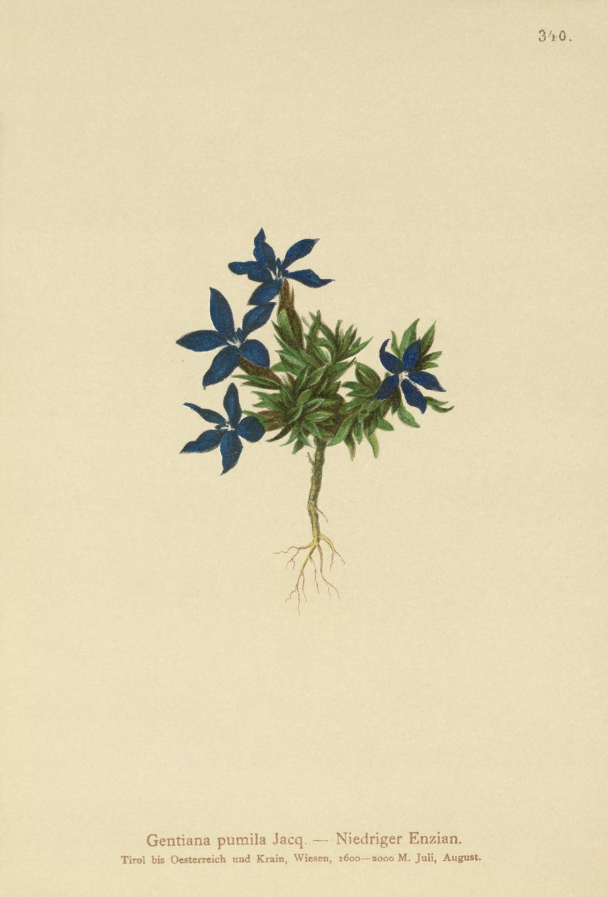 Hořec trpasličí (Gentiana pumila) od German School