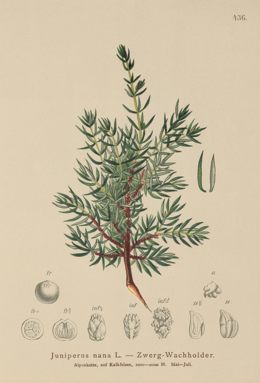 Jalovec trpasličí (Juniperus nana, Juniperus communis subsp. nana, Juniperus communis var. saxatilis) od German School