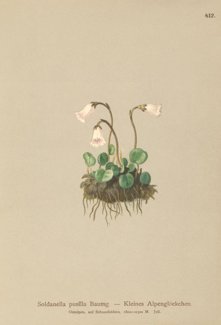 Trpasličí zvonek (Soldanella pusilla, Soldanella alpicola) od German School