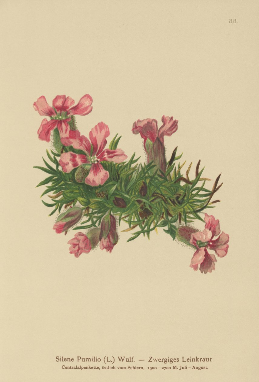 Mydlice trpasličí (Silene Pumilio, Saponaria pumilia) od German School