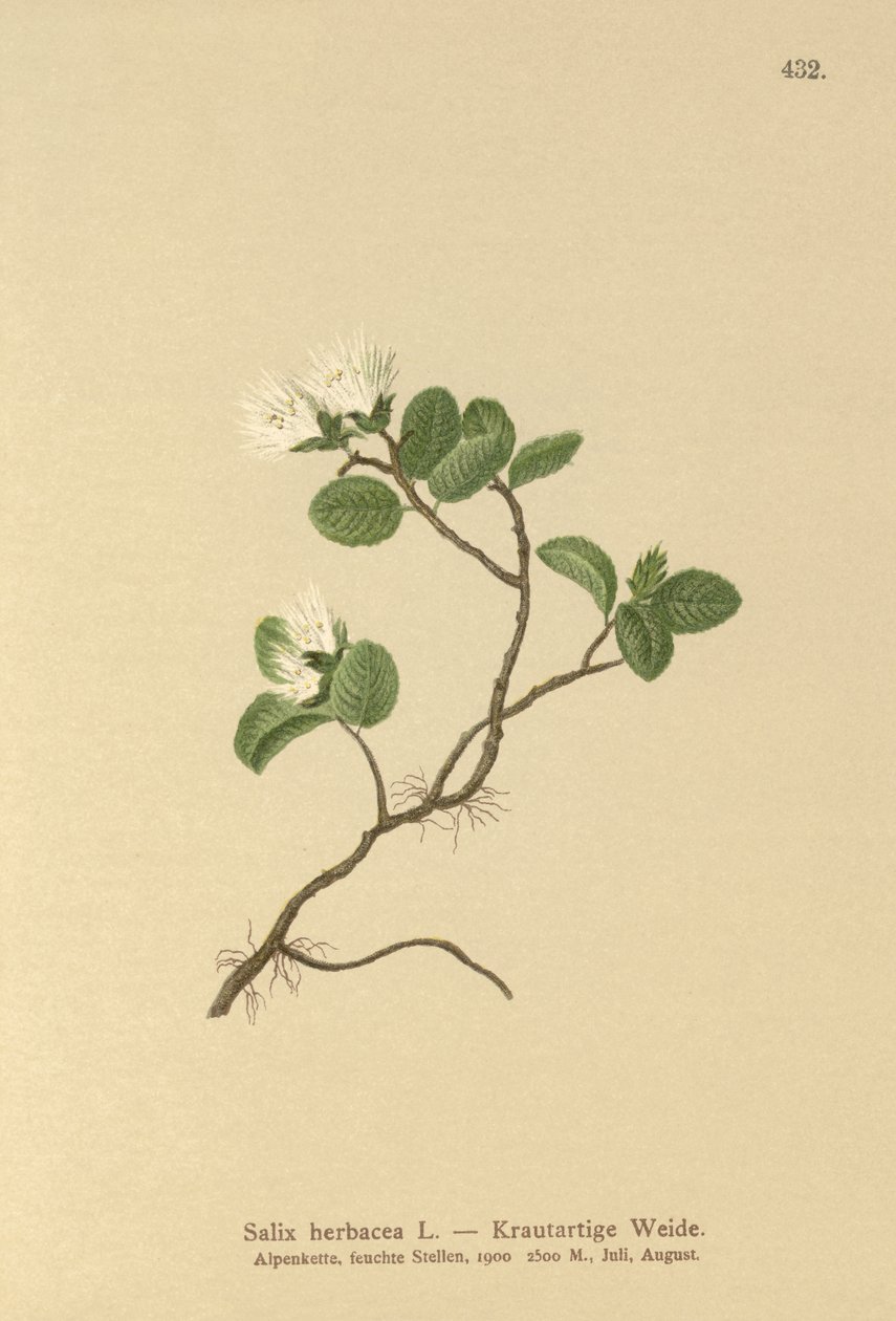 Vrba trpasličí (Salix herbacea) od German School