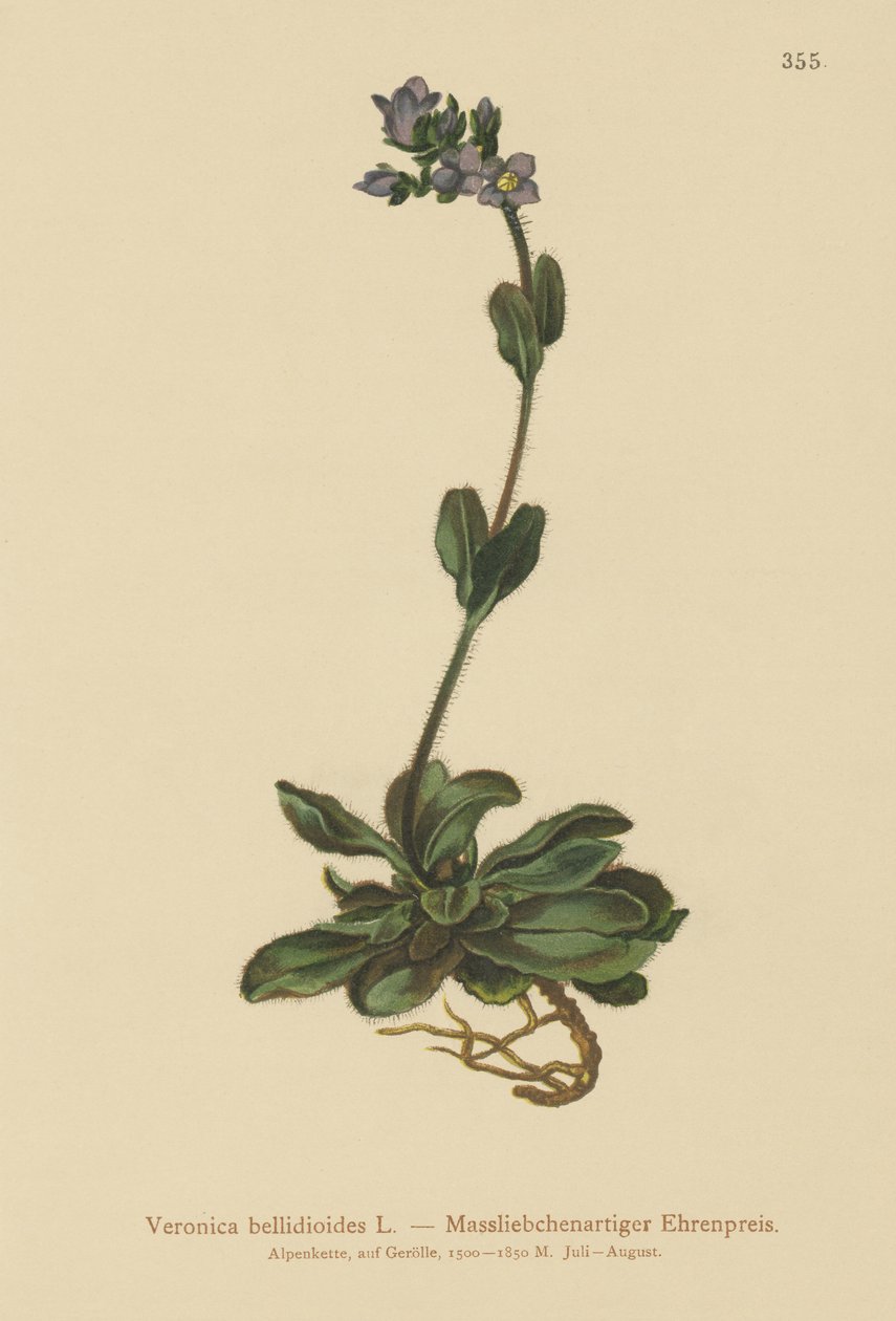 Rozrazil modrý (Veronica bellidioides) od German School