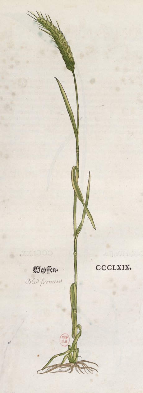 Klas pšenice, z Herbáře od Leonharta Fuchse (1501-66), vydaný v Basileji, 1555 (barevná rytina) od German School