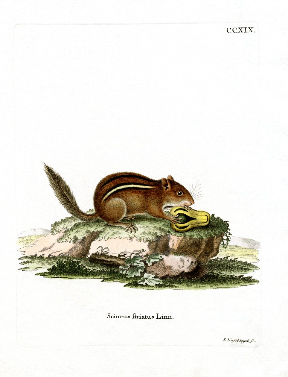 Východoamerický Chipmunk (barevné rytí) od German School