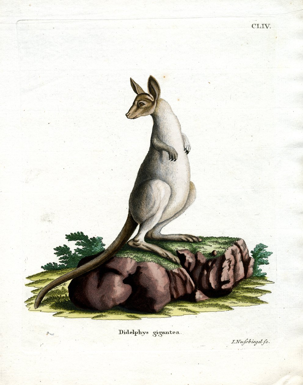Eastern Grey Kangaroo (barevné rytí) od German School