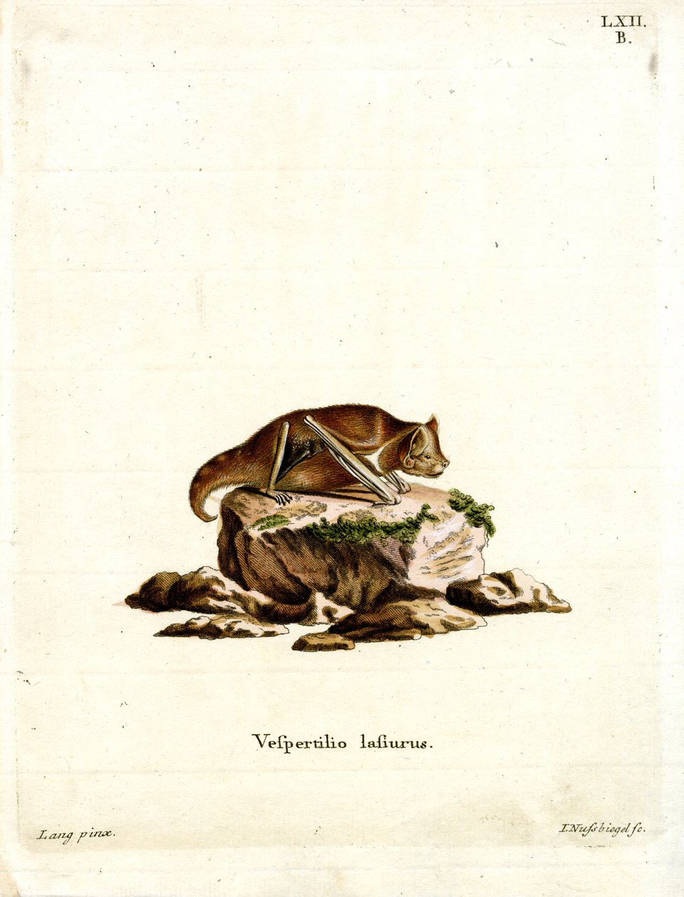 Eastern Red Bat (barevná rytina) od German School