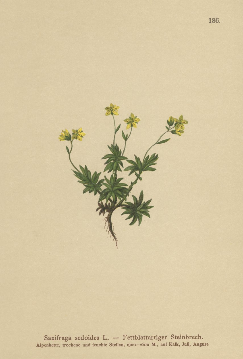 Lomikámen východní (Saxifraga sedoides) od German School