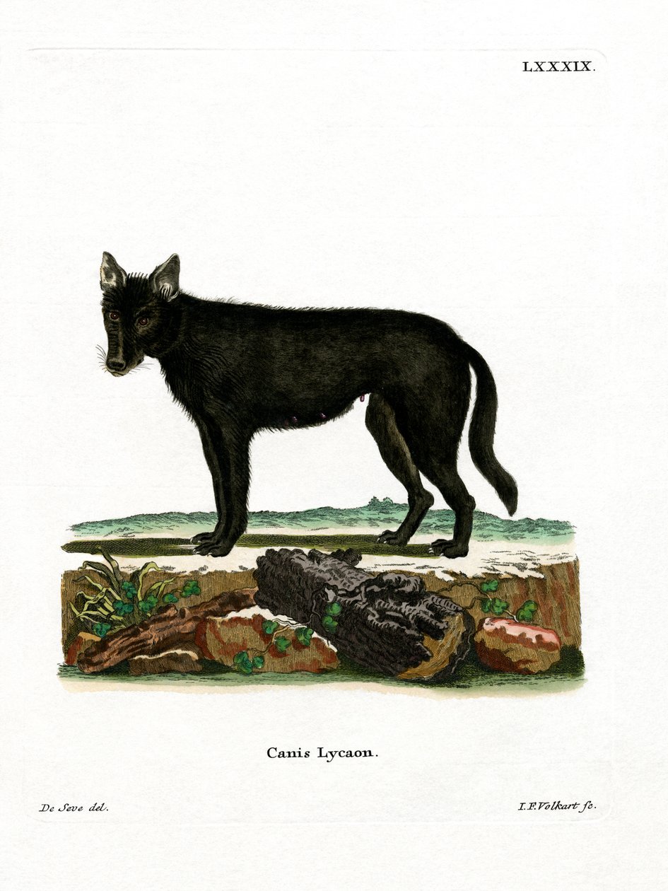Eastern Timber Wolf (barevná rytina) od German School
