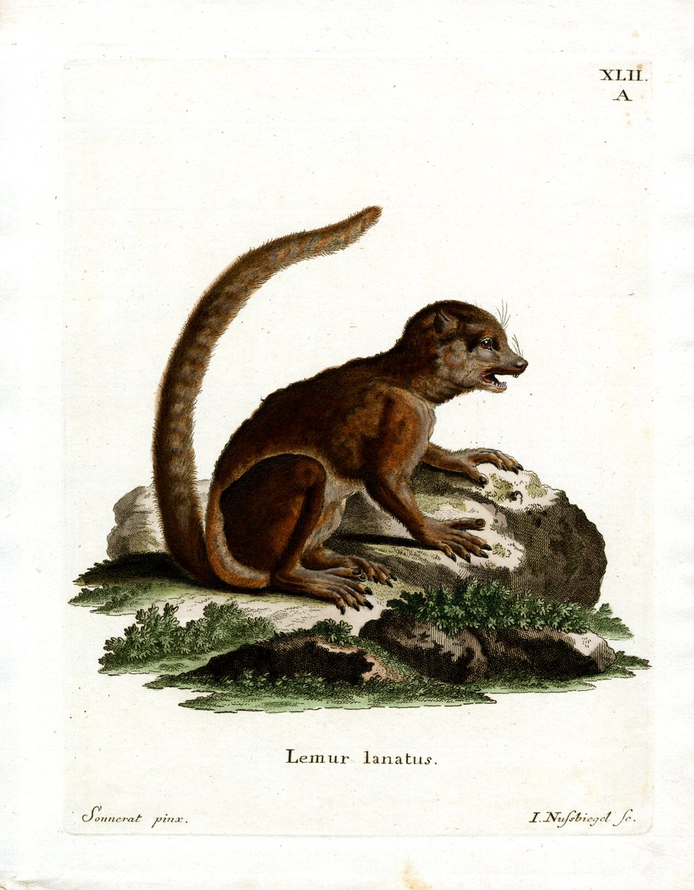 Východní Woolly Lemur (barevná rytina) od German School