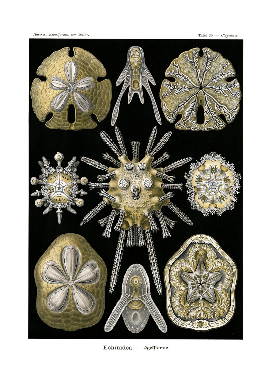 Echinidea, 1899-1904 od German School