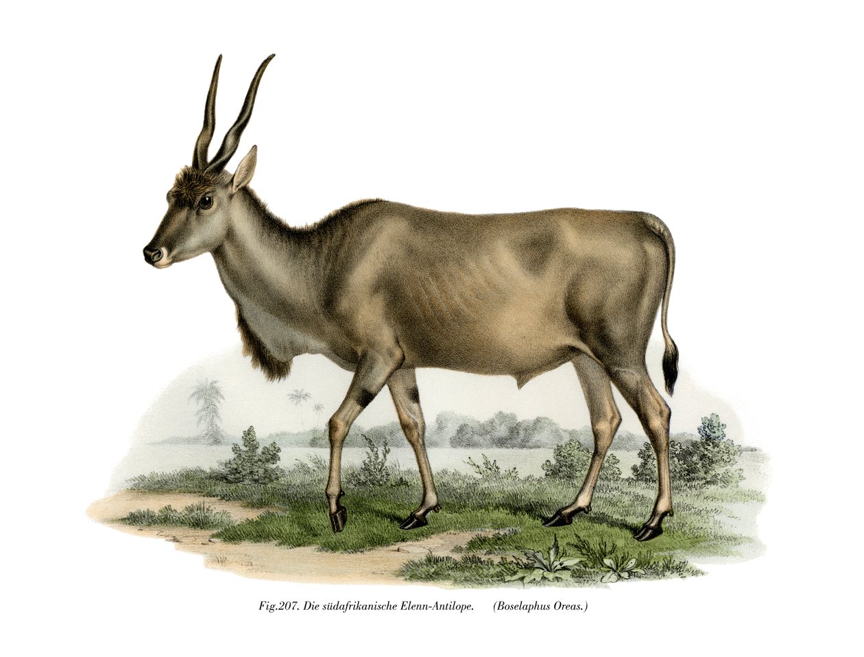 Eland, 1860 od German School