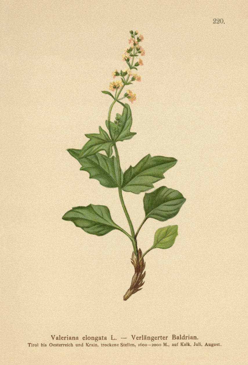 Kozlík podlouhlý (Valeriana elongata) od German School
