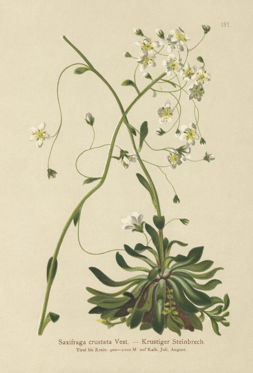 Lomikámen potažený (Saxifraga crustata) od German School