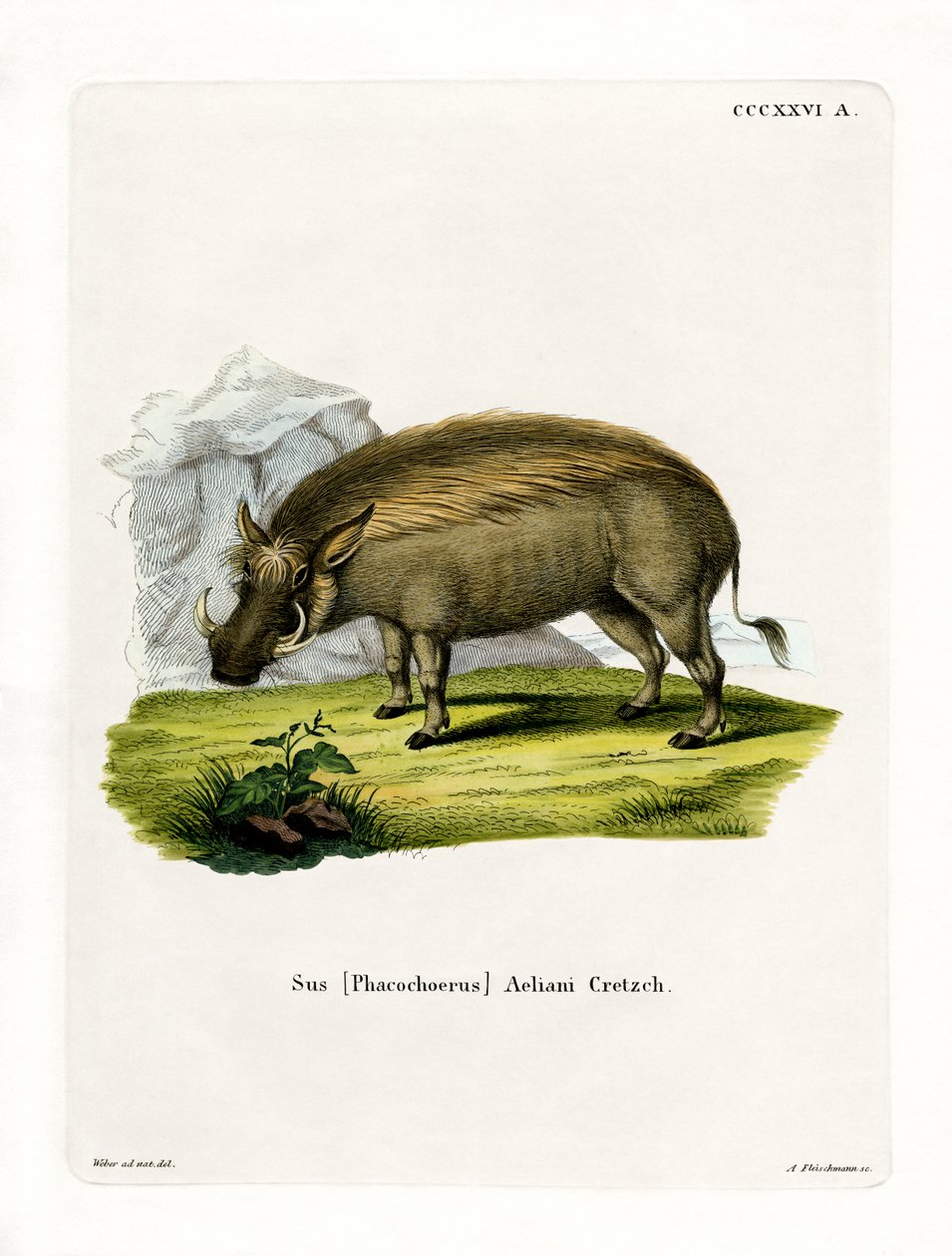 Eritrean Warthog (barevná rytina) od German School