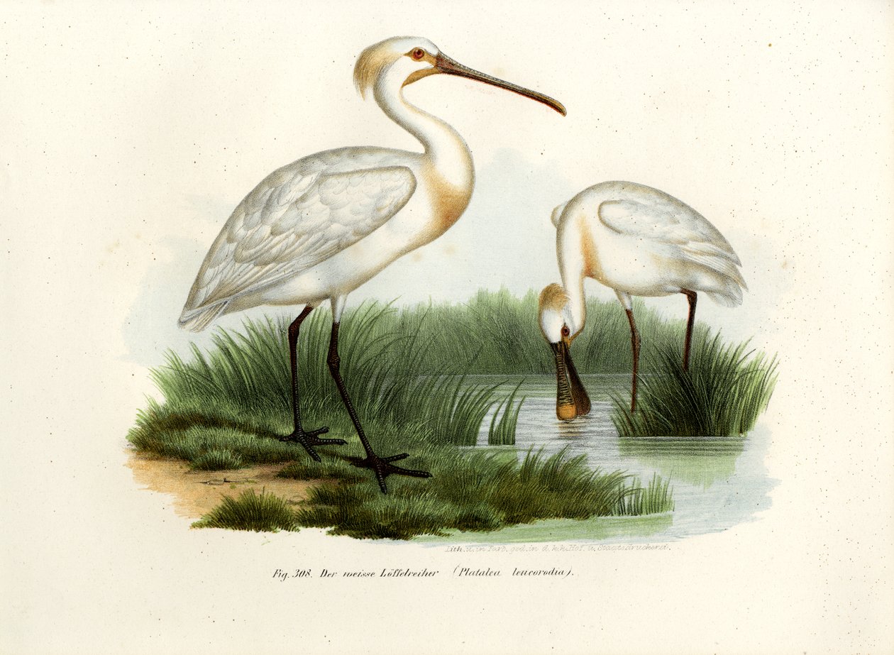 Spoonbill euroasijský, 1864 od German School