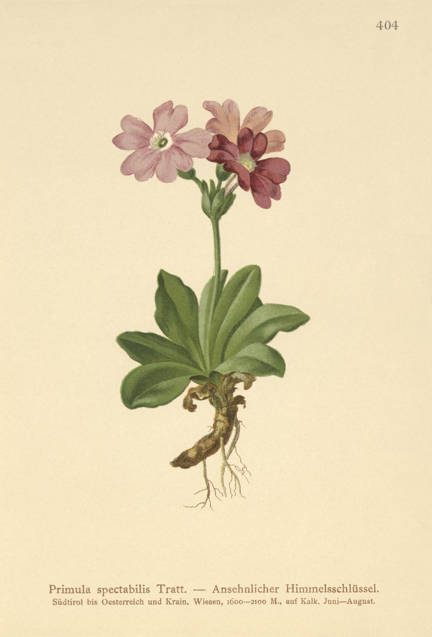Prvosenka alpská (Primula spectabilis, Auriculastrum primula) od German School