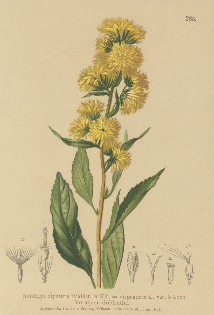 Zlatobýl evropský (Solidago alpestris, Solidago virgaaurea, Solidago virgaurea) od German School