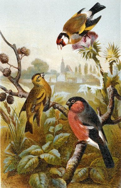 Stehlík obecný, hýl obecný a hýl obecný, deska z "Brehms Tierleben: Allgemeine Kunde des Tierreichs", sv. 57, vydal Bibliographisches Institut od German School
