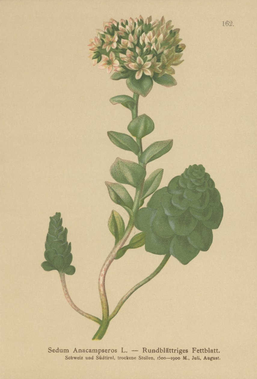 Orpine stálezelená (Sedum Anacampseros, Hylotelephium anacampseros) od German School