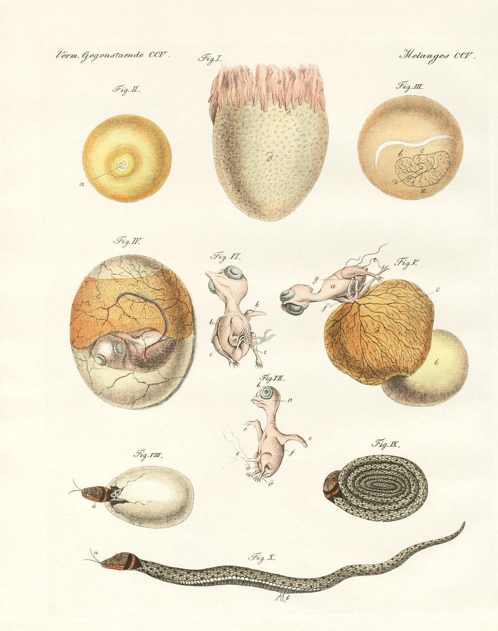 Evoluce slepic, holubů a hadů z vajec (barevné rytí) od German School