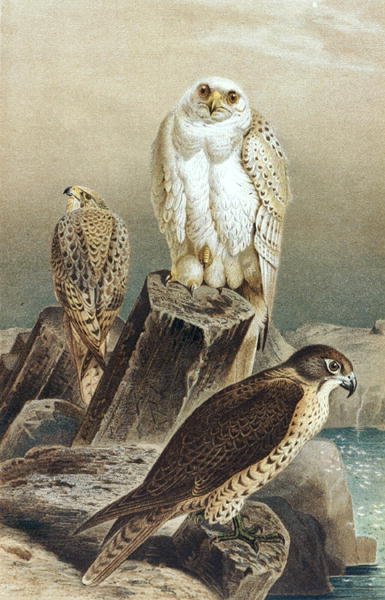 Falcon, deska z "Brehms Tierleben: Allgemeine Kunde des Tierreichs", sv. 6, s. 215, vydal Bibliographisches Institut od German School