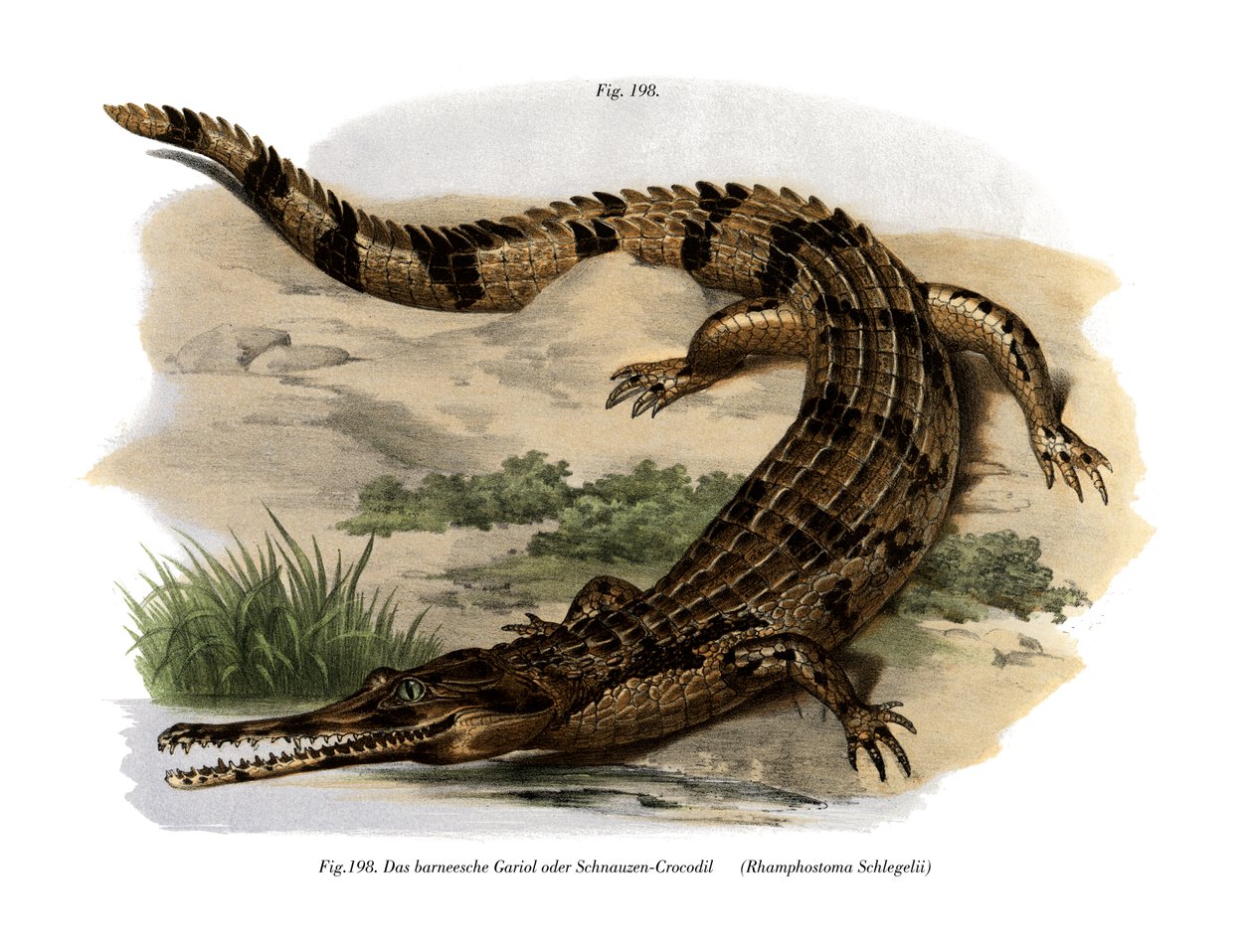 Falešný Gharial (barevné lito) od German School