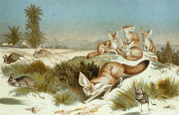 Fennec Fox, deska z "Brehms Tierleben: Allgemeine Kunde des Tierreichs", sv. 2, s. 202, vydal Bibliographisches Institut od German School