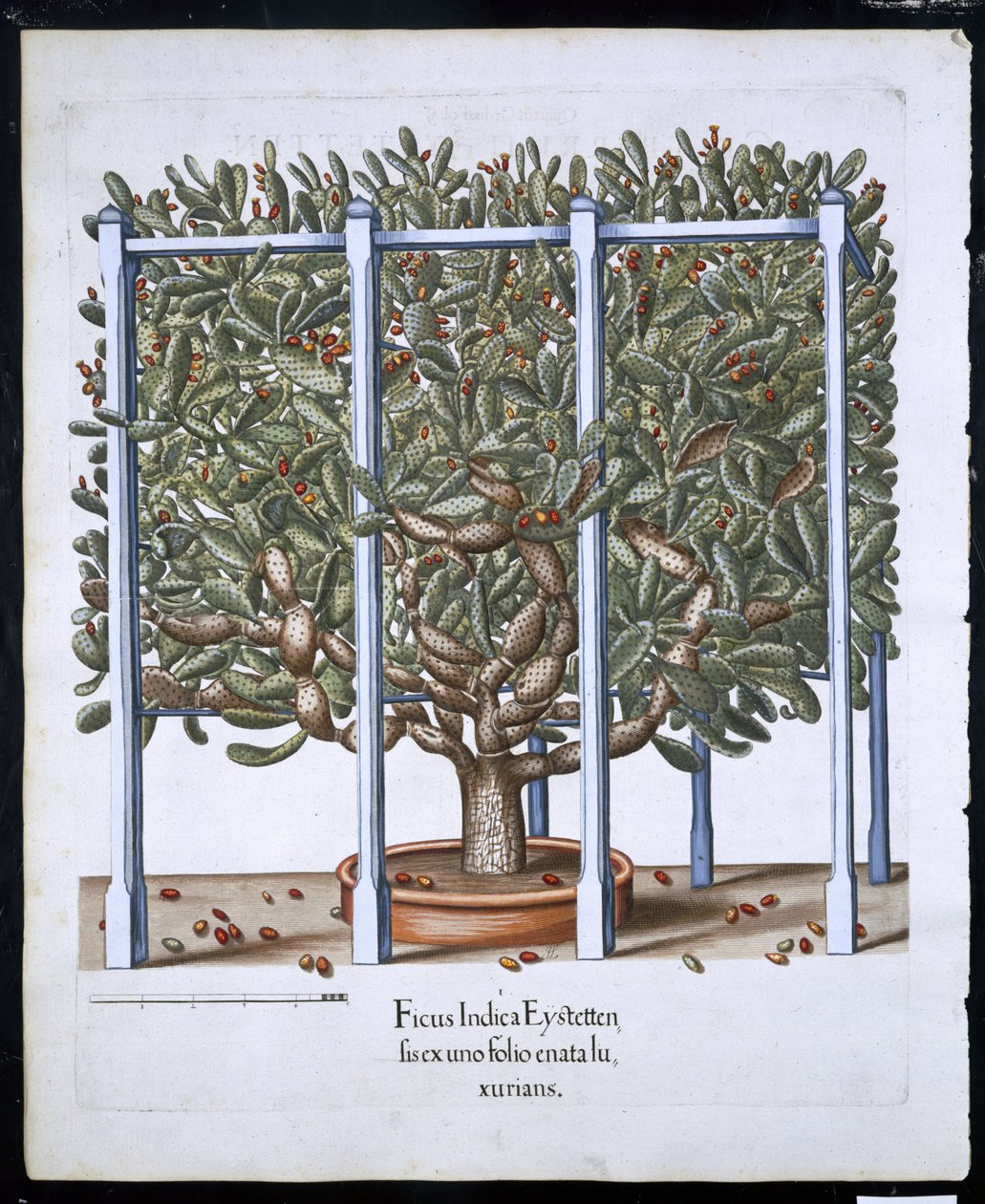 Ficus Indica Eystten z Hortus Eystettensis od Basila Beslera (1561-1629) hospoda. 1613 (ručně kolorovaná rytina) od German School