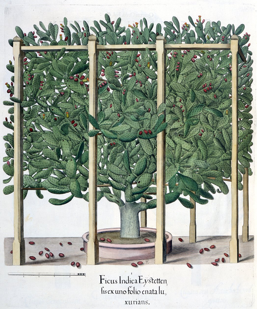 Ficus indica eystettensis, z knihy Hortus Eystettensis od Basila Beslera (1561-1629), vyd. 1613 od German School