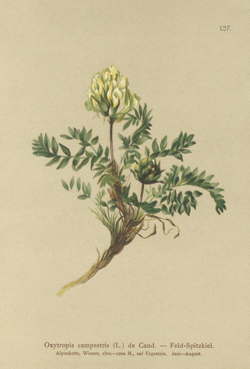 Loketka polní (Oxytropis campestris) od German School