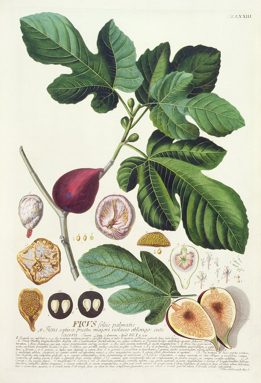 Obr, ryl Johann Jakob Haid (1704-67) deska 73 z botanické knihy, hospod. od Augusta Vinda od German School