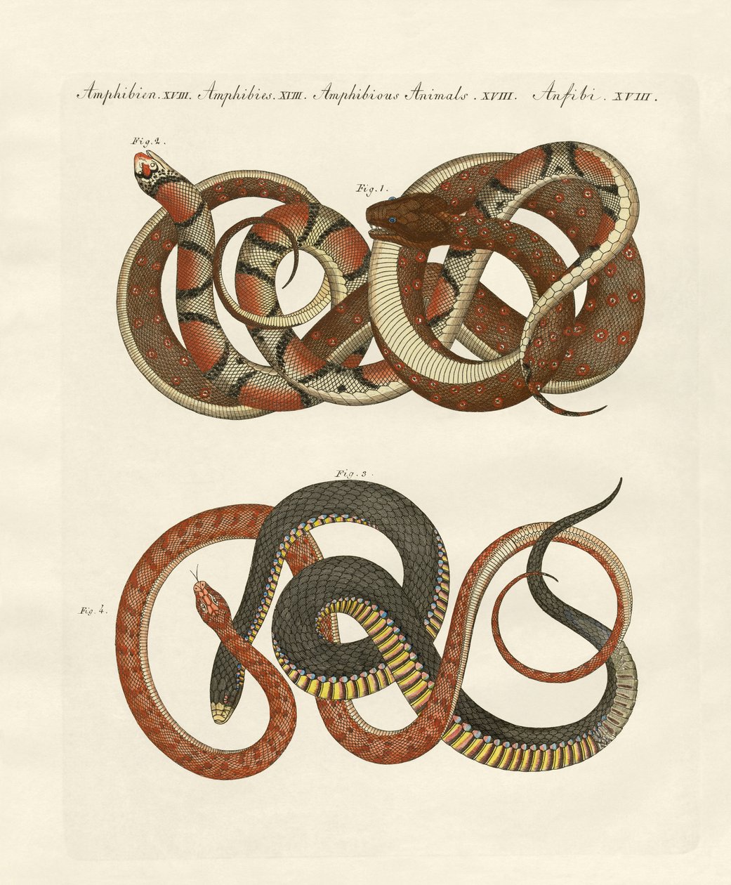 Jemně lemované colubridy (barevné rytí) od German School