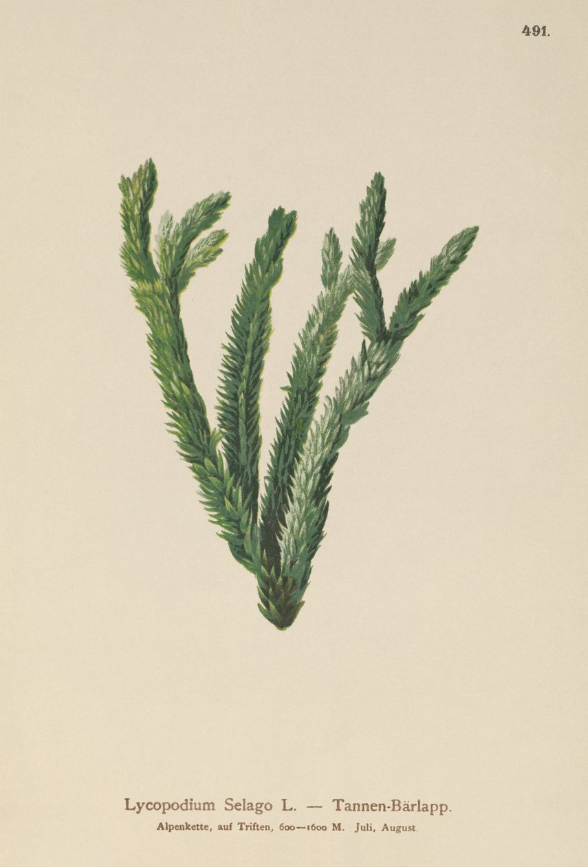 Jedle Club Moss (Lycopodium Selago) od German School