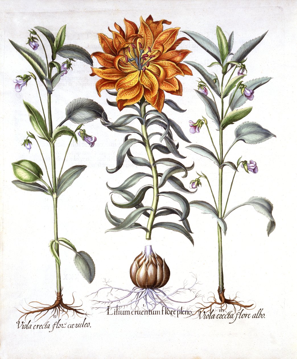 Ohnivá lilie a Viola, z Hortus Eystettensis, od Basila Beslera (1561-1629), hospoda. 1613 (ručně kolorovaná rytina) od German School