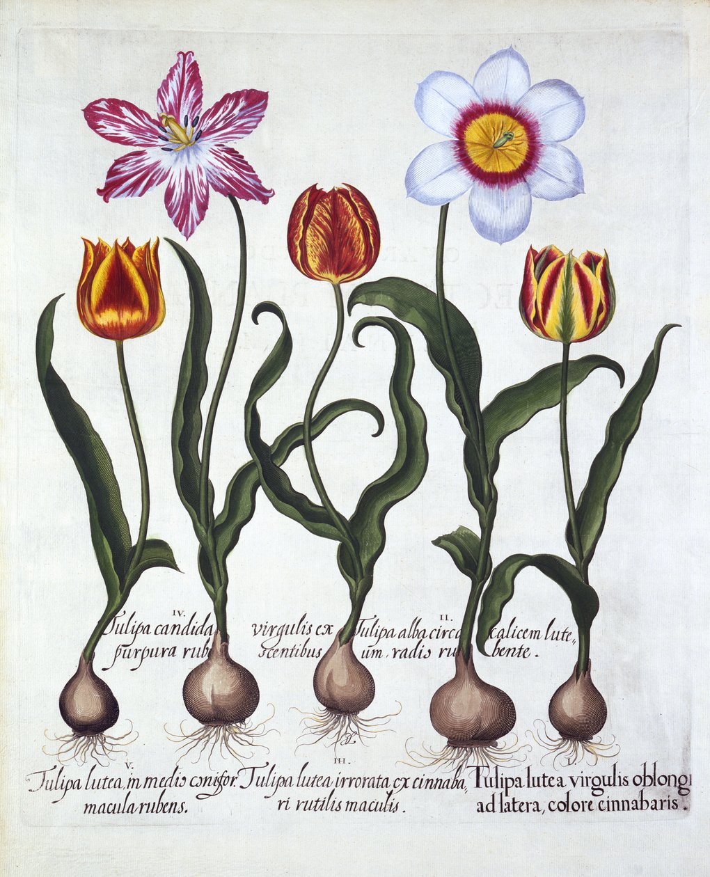 Five Tulips, from Hortus Eystettensis, by Basil Besler (1561-1629), pub. 1613 (ručně kolorovaná rytina) od German School