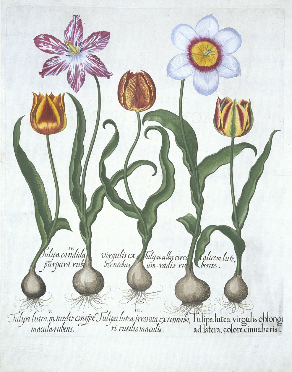 Pět tulipánů, z knihy Hortus Eystettensis od Basila Beslera (1561-1629) pub. 1613 (ručně kolorovaná rytina) od German School
