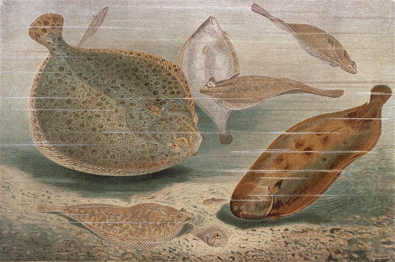 Plochá ryba, talíř od Brehmse Tierleben: Allgemeine Kunde des Tierreichs, sv. 8, str. 224, vydal Bibliographisches Institut, 1892 od German School