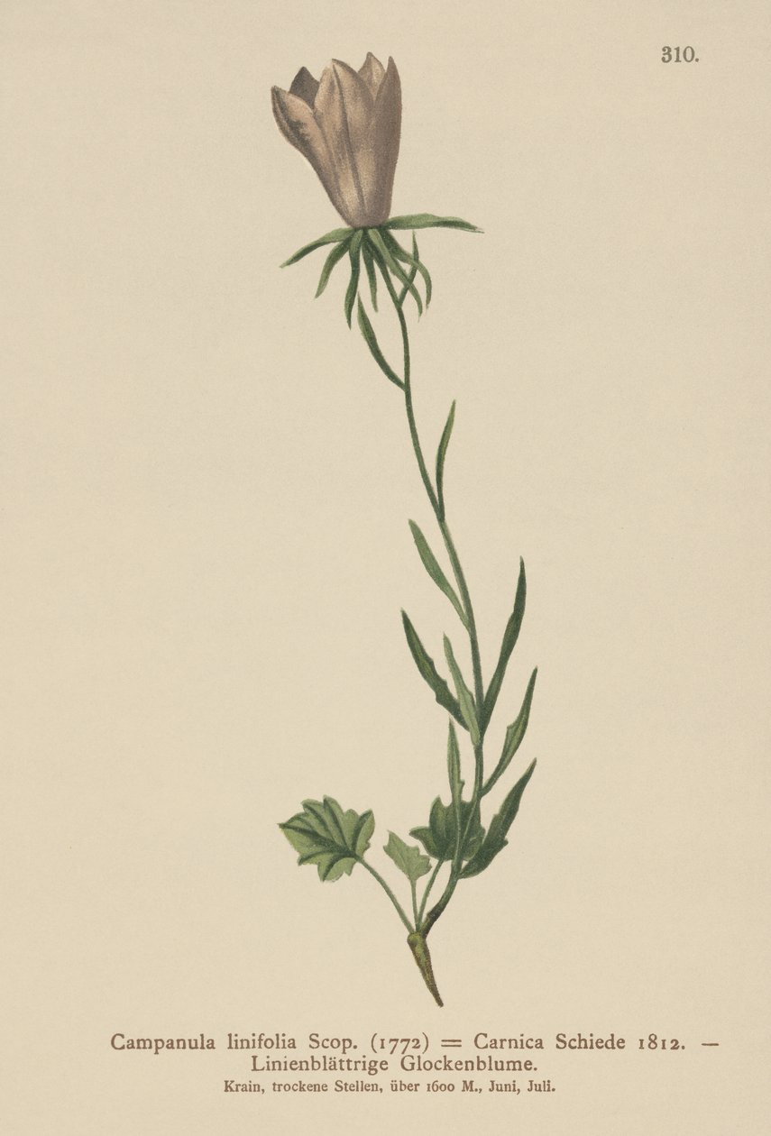 Zvonek lněný (Campanula linifolia, Campanula Carnica) od German School