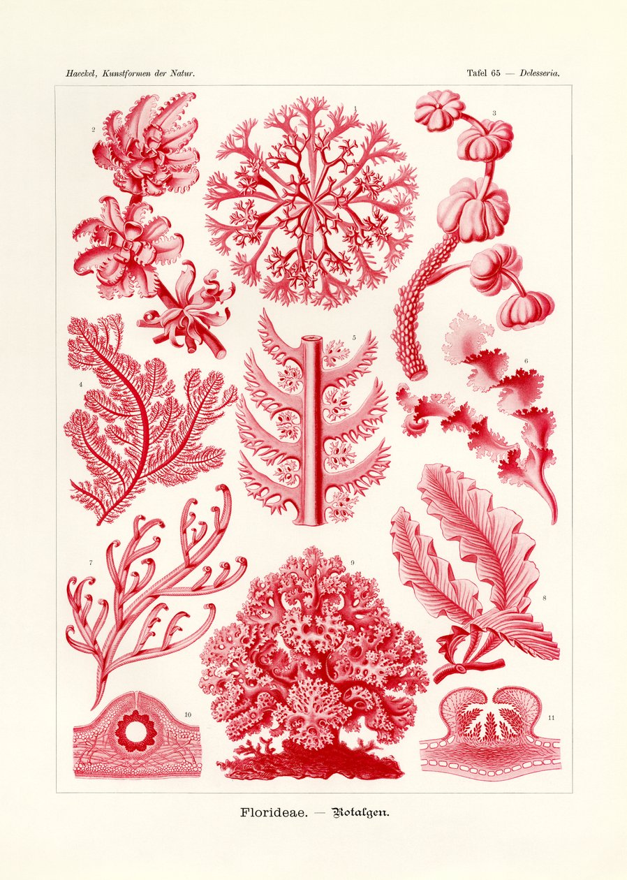Florideae nebo Rhodophyceae, 1899-1904 od German School