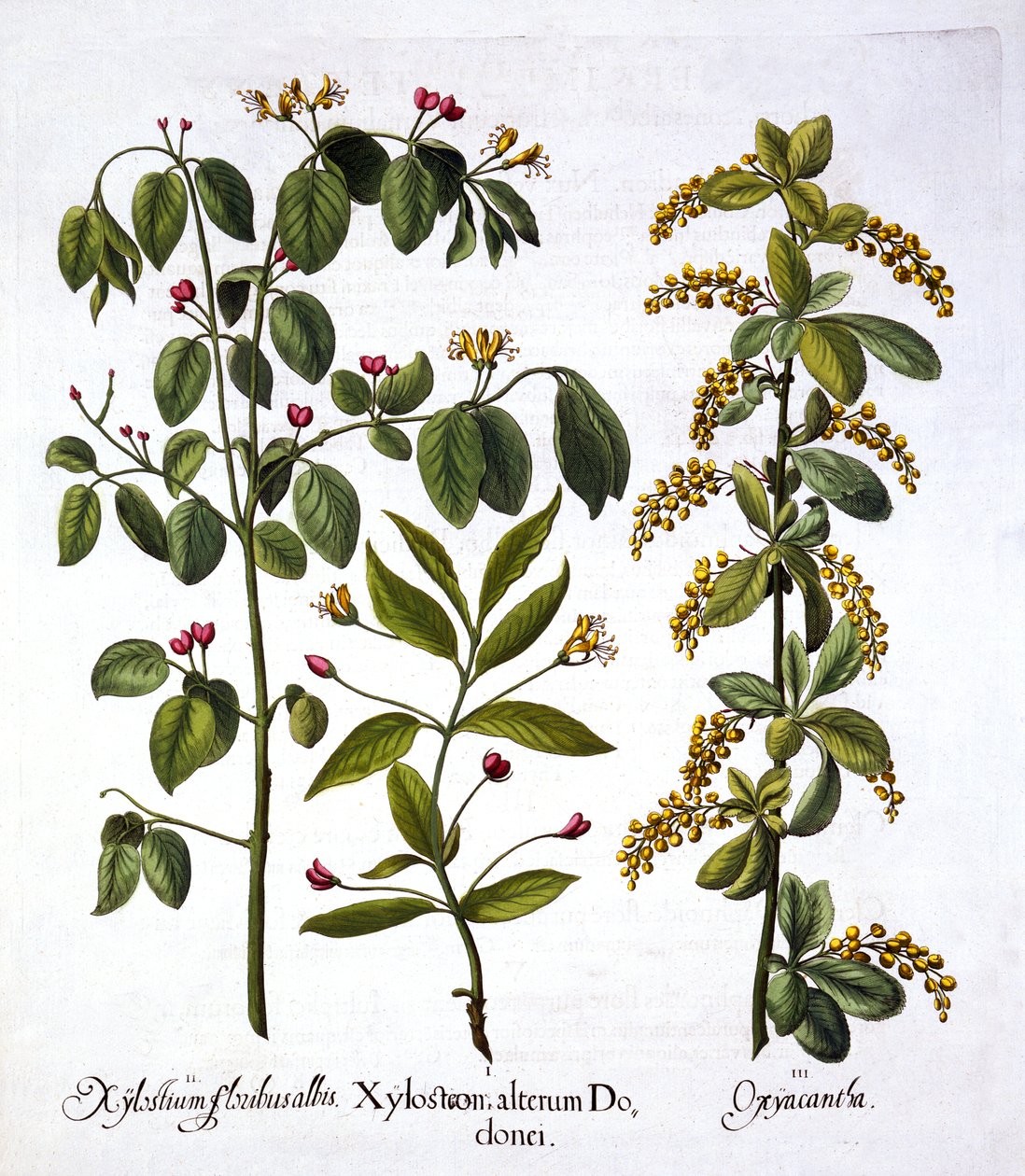 Fly Zimolez a Hawthorn, od Hortus Eystettensis, Basil Besler (1561-1629), hospoda. 1613 (ručně kolorovaná rytina) od German School